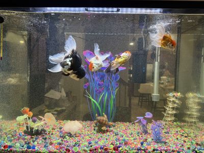 Fish Tank with Fish OBO
