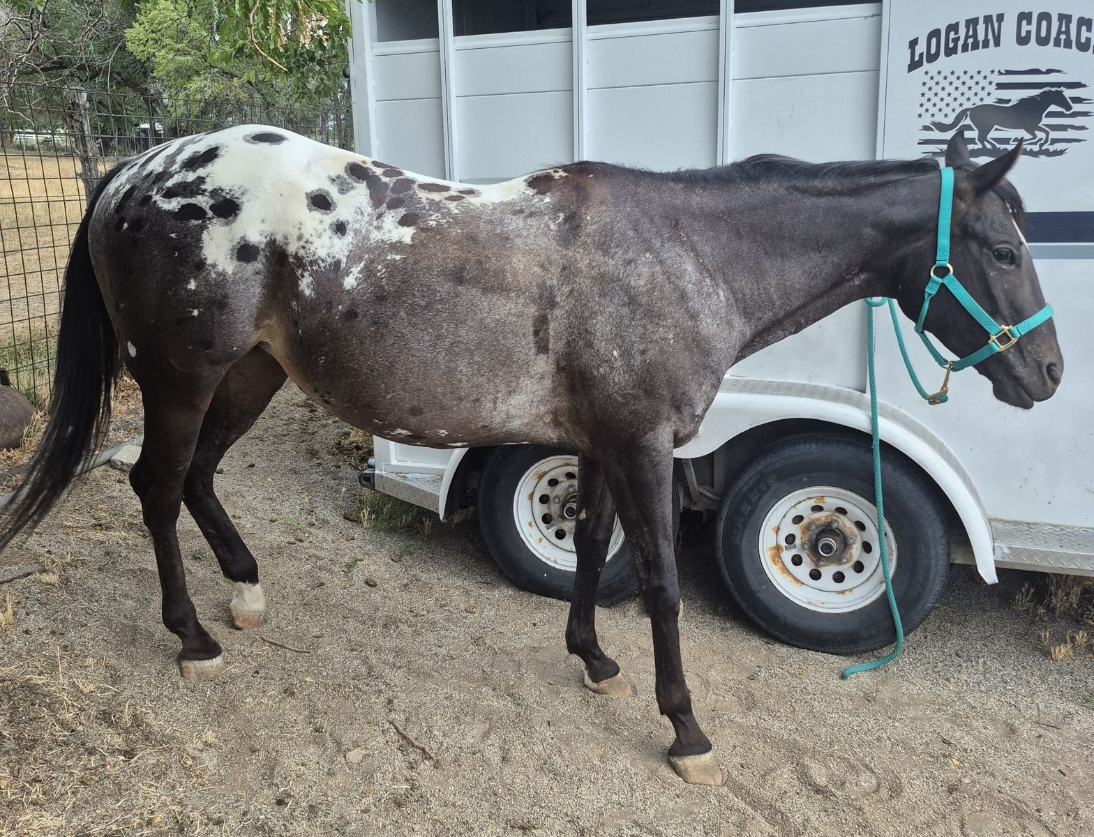 Appaloosa mare