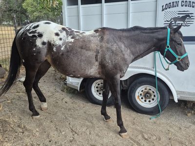 Appaloosa mare