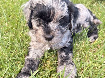 Cockapoo puppies