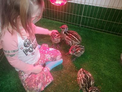 EMU CHICKS