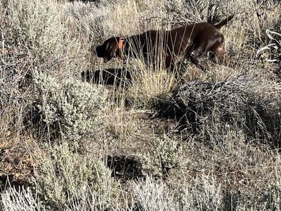 AKC German Shorthaired Pointer for Stud - Champion Bloodlines