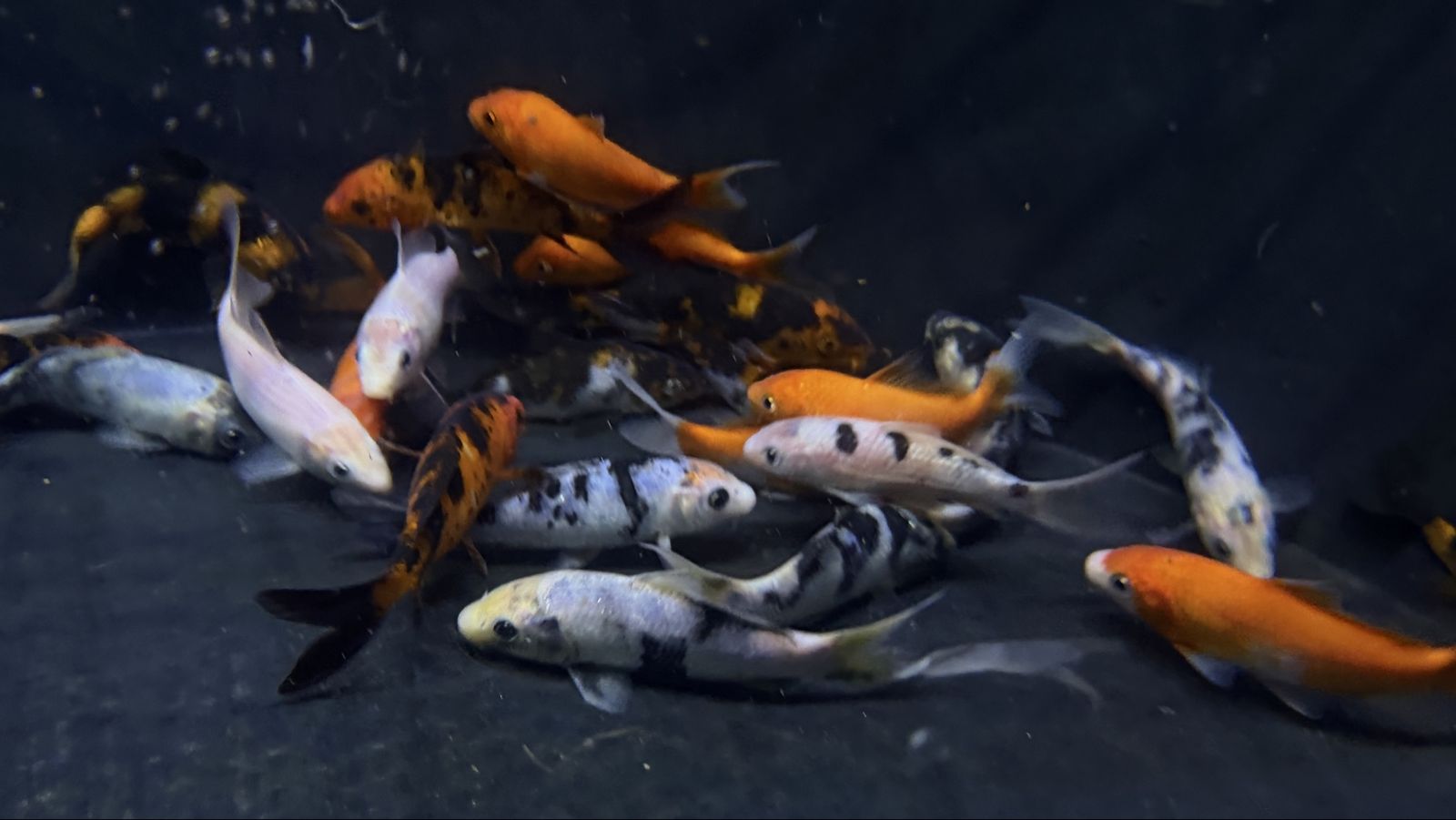 Assorted Koi