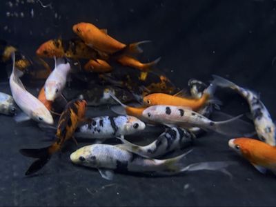 Assorted Koi