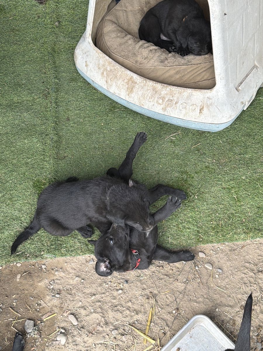 Chesapeake Bay Retriever / Labrador Puppies - Adorable Black Pups Ready for Adoption they have been weaned and are ready for you