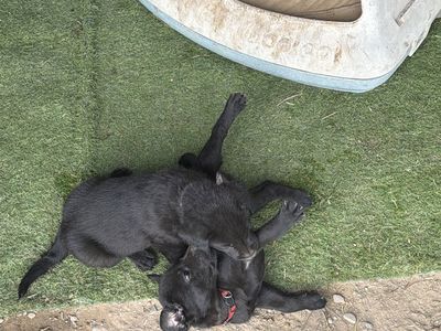 Chesapeake Bay Retriever / Labrador Puppies - Adorable Black Pups Ready for Adoption they have been weaned and are ready for you