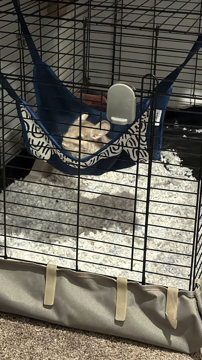 Chinchilla