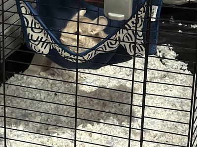 Chinchilla