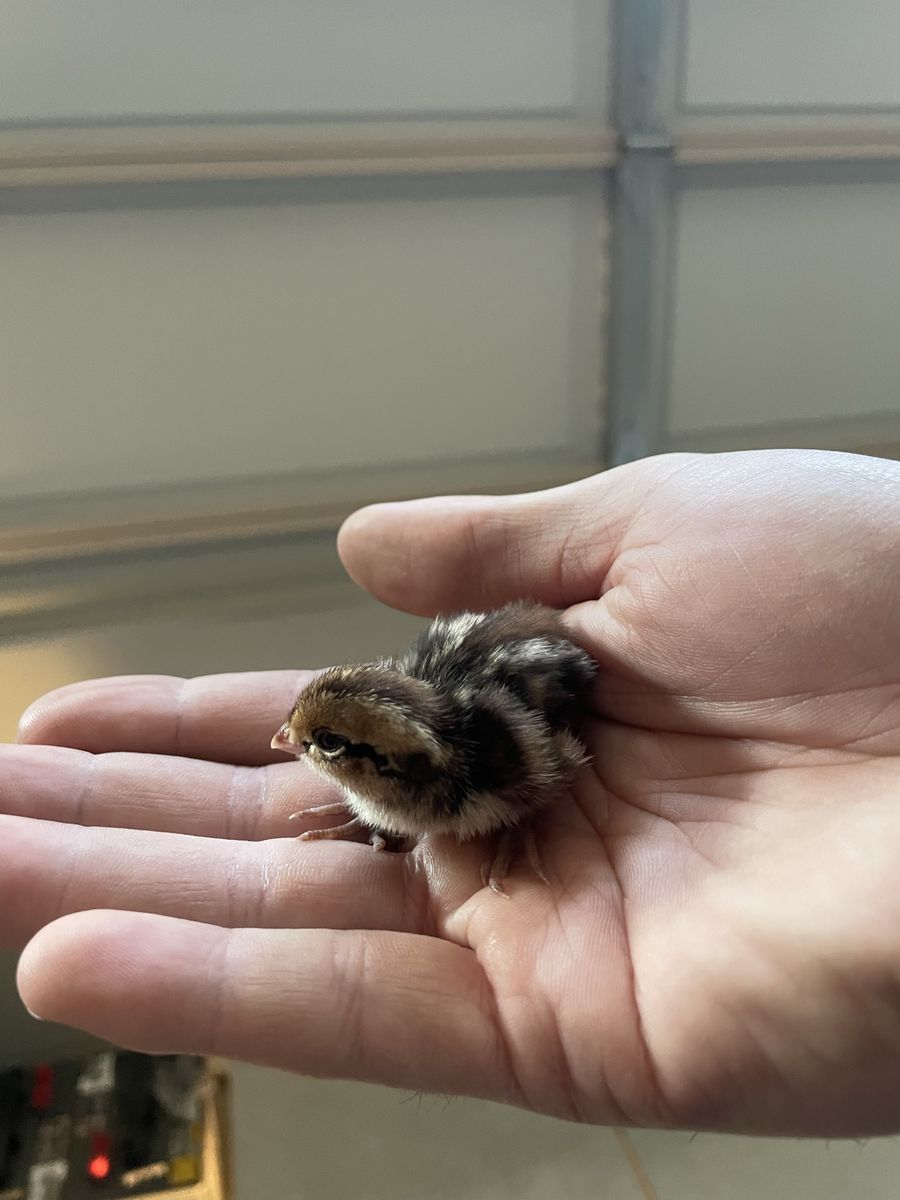 Day old Bobwhite quail chicks