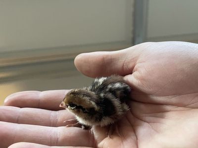 Day old Bobwhite quail chicks