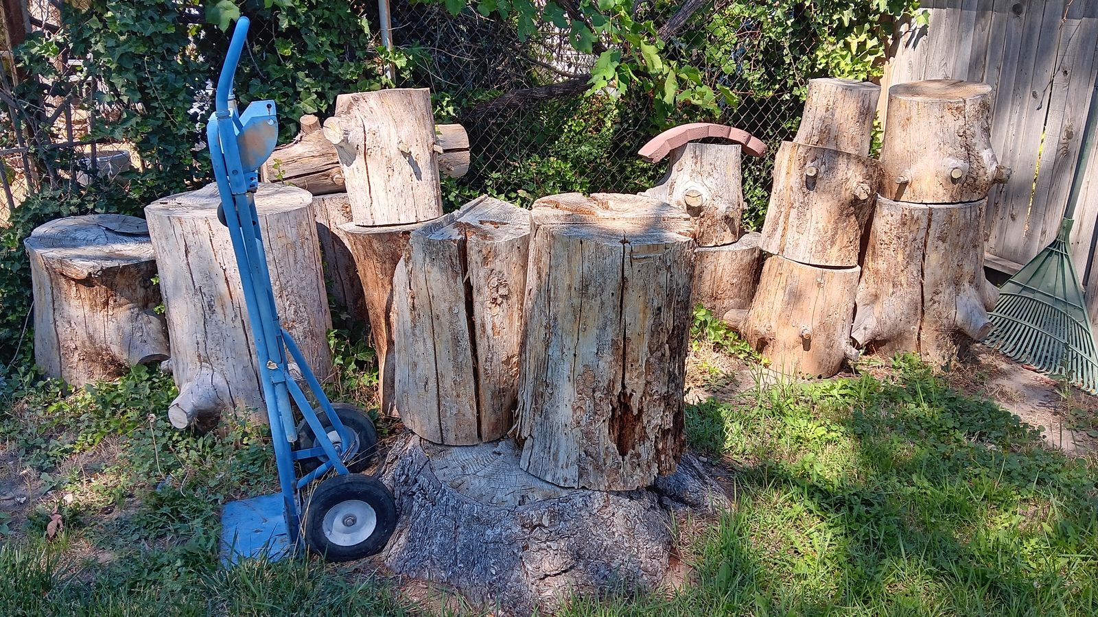 Firewood Trunks 2 Year Old Pine  $10 CASH each