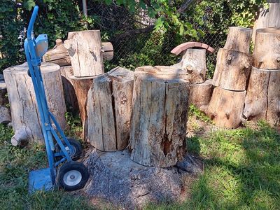 Firewood Trunks 2 Year Old Pine $10 CASH each