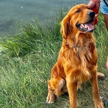 AKC OFA DNA DARK RED GOLDEN RETRIEVER FOR STUD