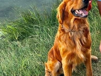 AKC OFA DNA DARK RED GOLDEN RETRIEVER FOR STUD