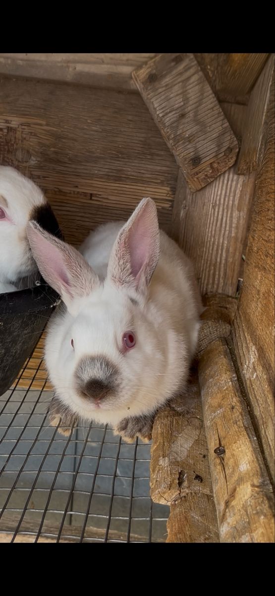 Californian/New Zealand rabbit