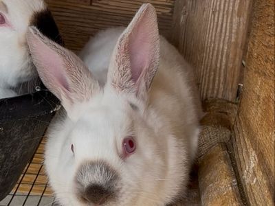Californian/New Zealand rabbit