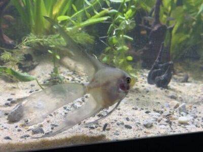 Longfin Silver/Black Angel Fish