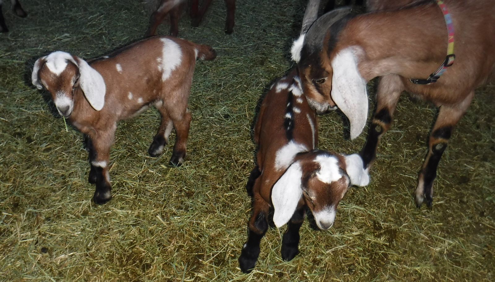 Nubian / Alpine mix bucklings $100 each