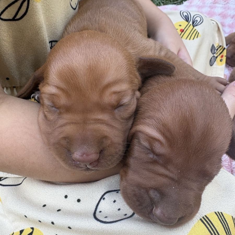 AKC Vizsla Puppies