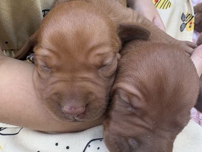 AKC Vizsla Puppies