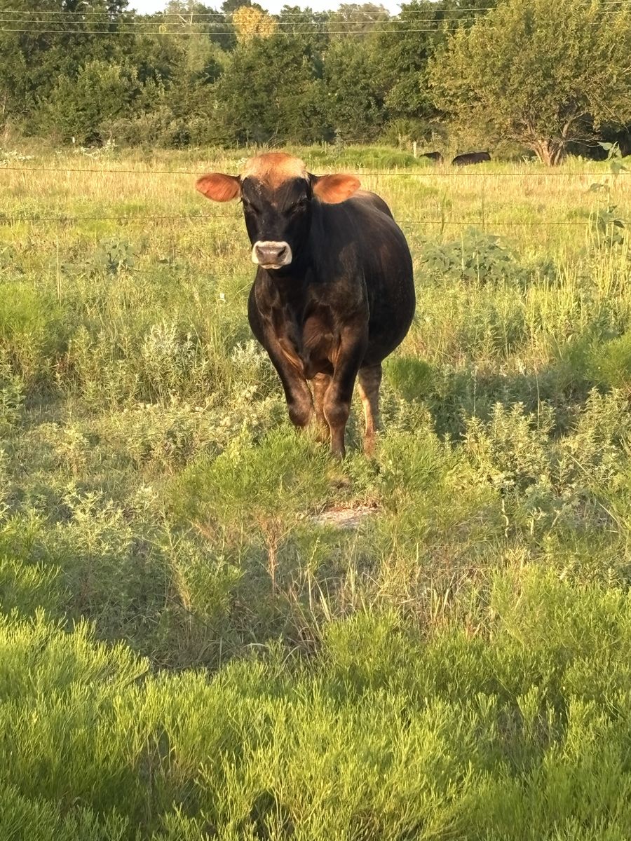 Angus Cross Bull
