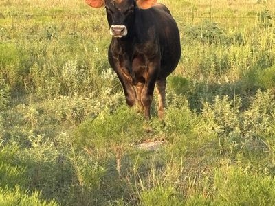Angus Cross Bull