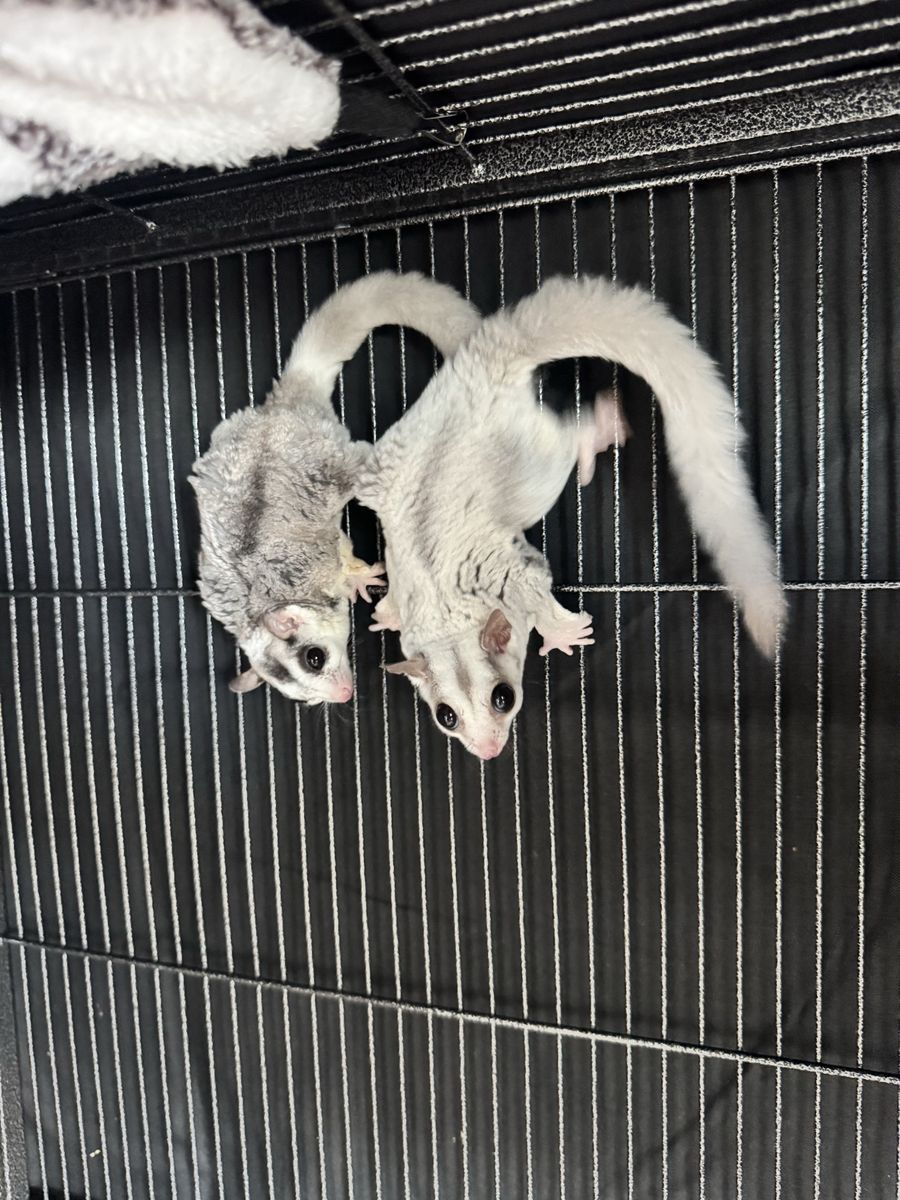 Sugar glider, exotic pet, cage, food, supplies