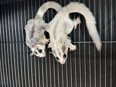Sugar glider, exotic pet, cage, food, supplies