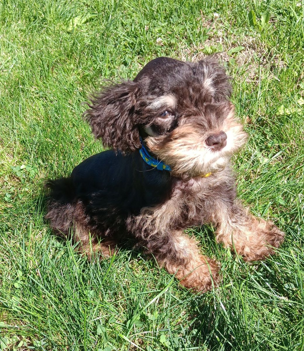Miniature Schnauzer  Mr Magnar
