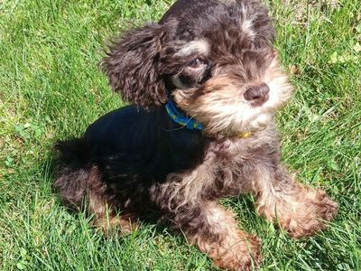 Miniature Schnauzer Mr Magnar