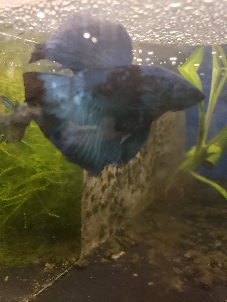 import halfmoon Betta.