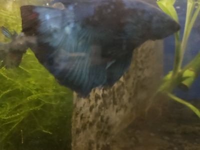 import halfmoon Betta.