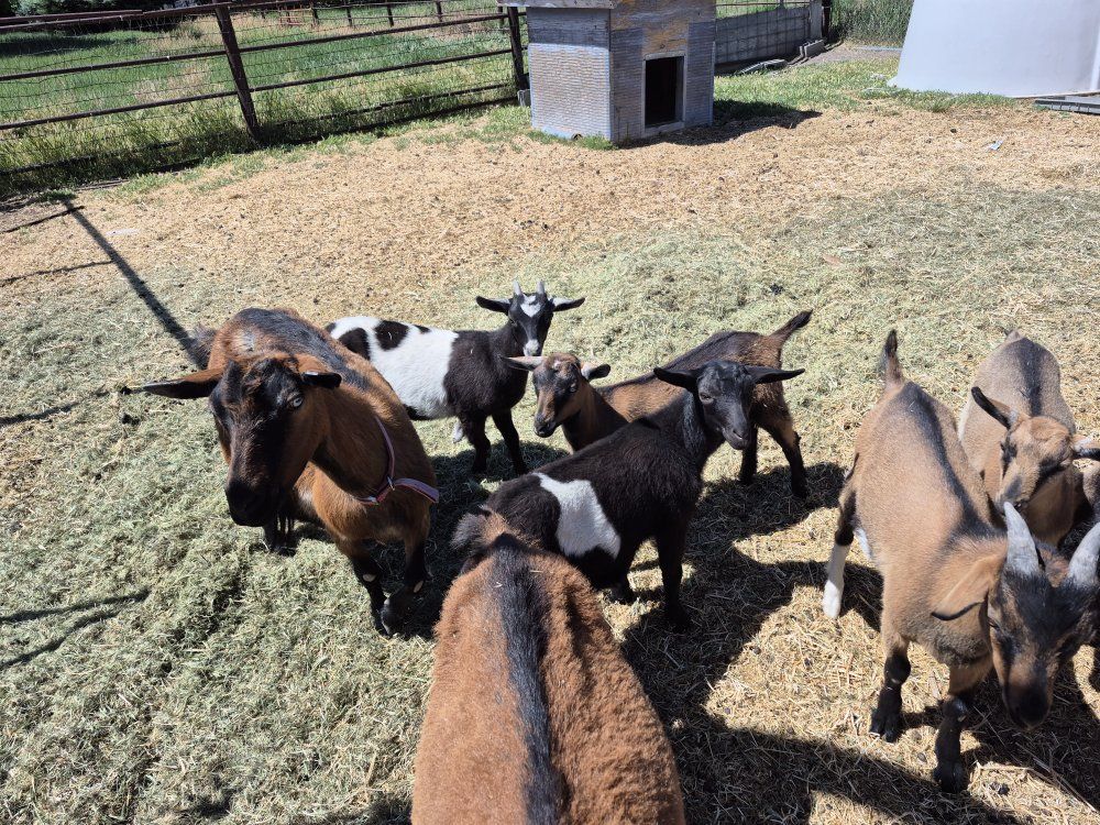Oberhasli baby goats 