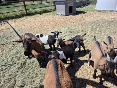 Oberhasli baby goats