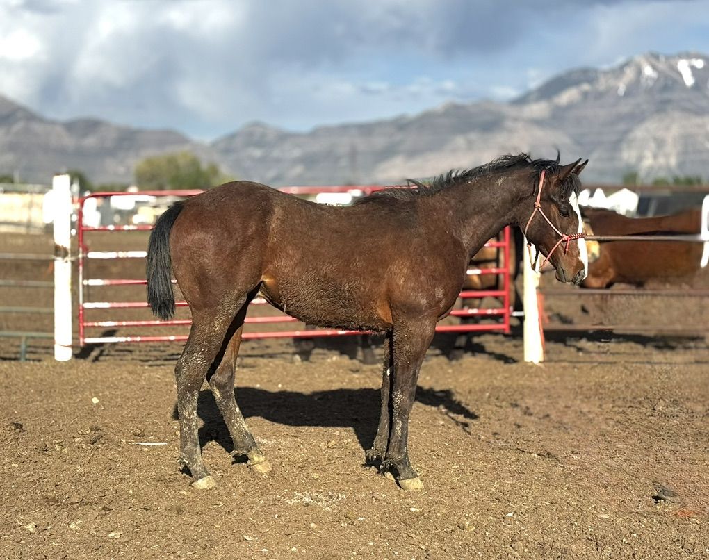 Im Alive Firewater X Goodbye Lane Colt