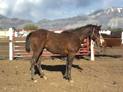 Im Alive Firewater X Goodbye Lane Colt