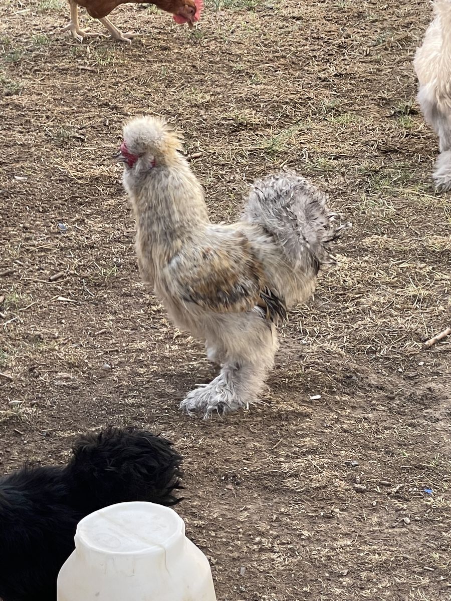 2 Silkie roosters , 1 frizzle rooster beautiful colors