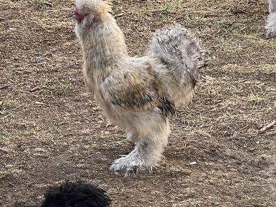 2 Silkie roosters , 1 frizzle rooster beautiful colors