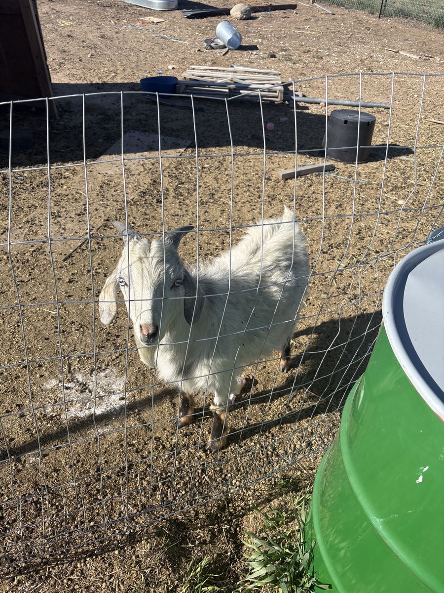 Friendly Young Goats for Sale - Various Colors, Great for Pets or Small Farms