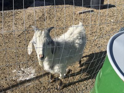 Friendly Young Goats for Sale - Various Colors, Great for Pets or Small Farms