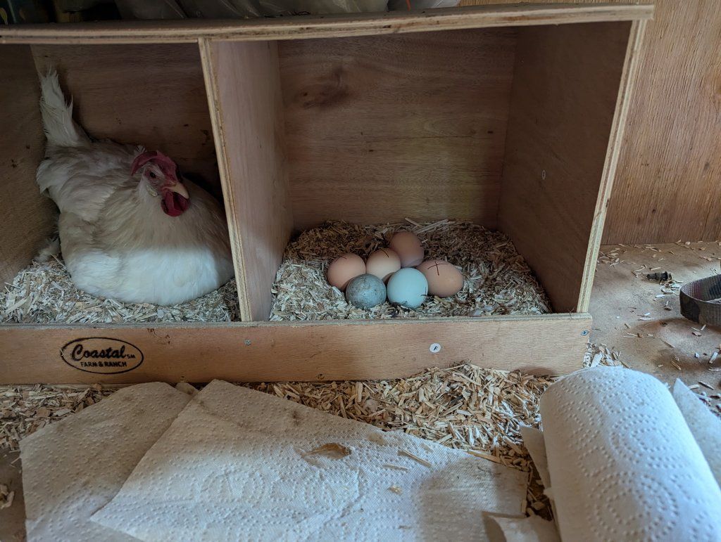broody leghorn hen