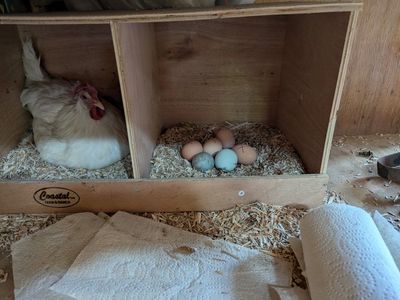 broody leghorn hen