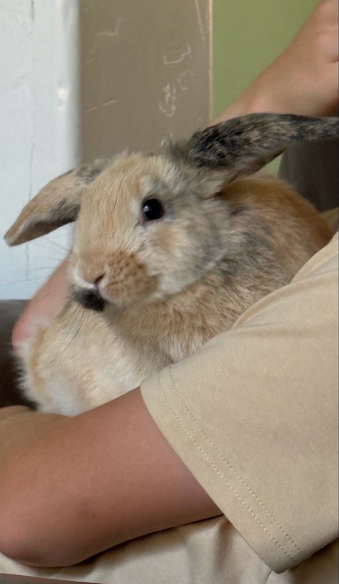 Super cute female Holland lop Litterbox trained!