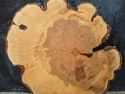 Kiln dried Hard Maple round Live Edge Wood Slab 31"×30" across/diameter 3" thick