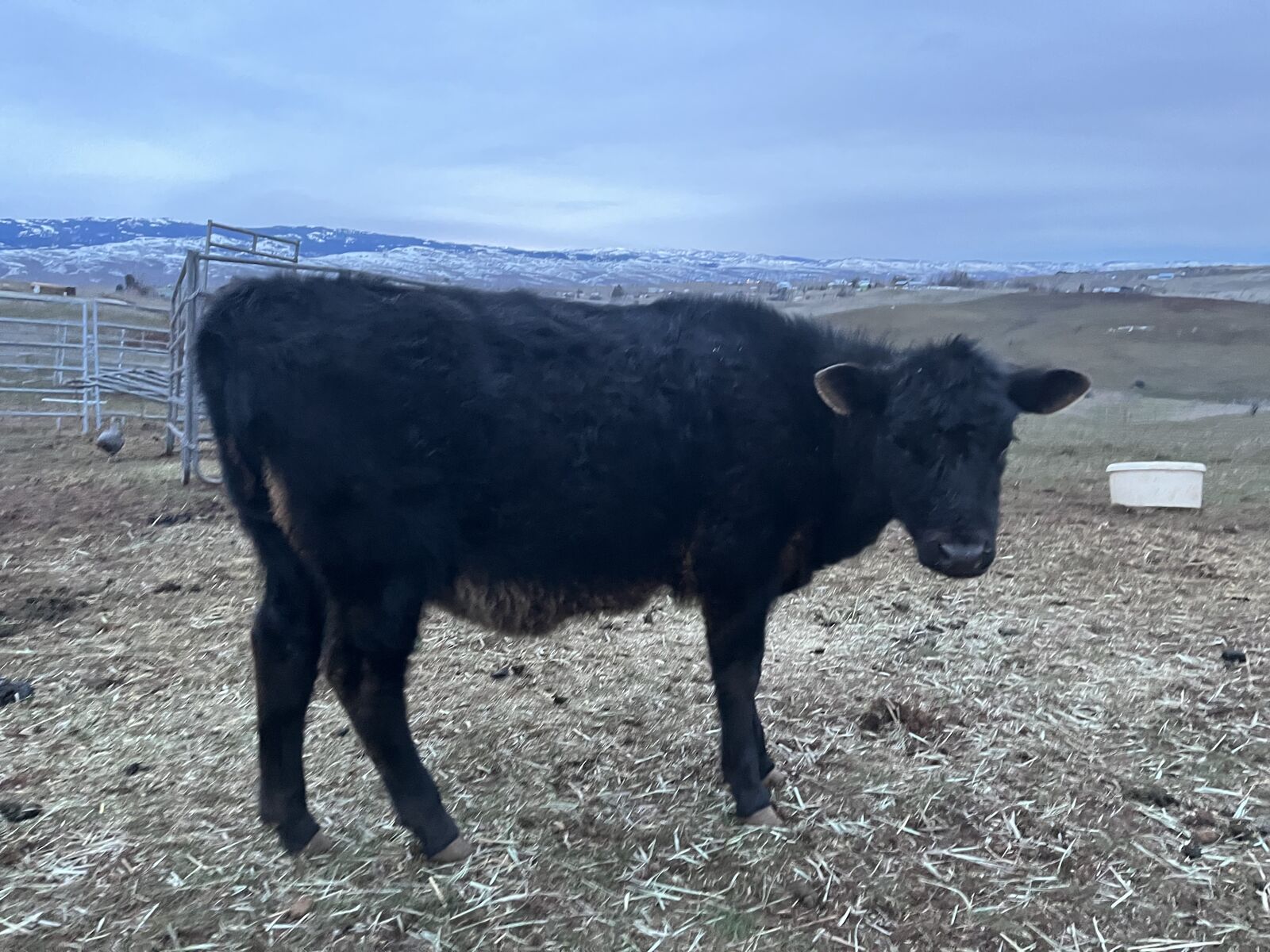 Jersey Brown Swiss Angus Heifer