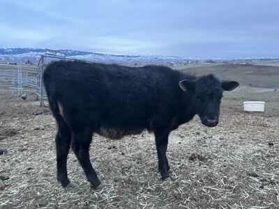 Jersey Brown Swiss Angus Heifer