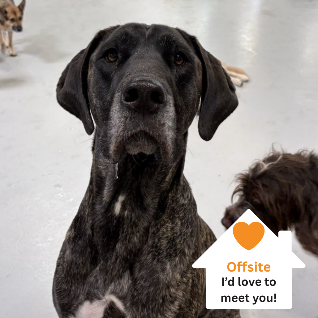 Hello my name is Penny Lane