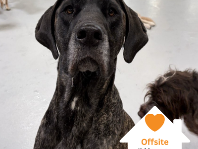 Hello my name is Penny Lane