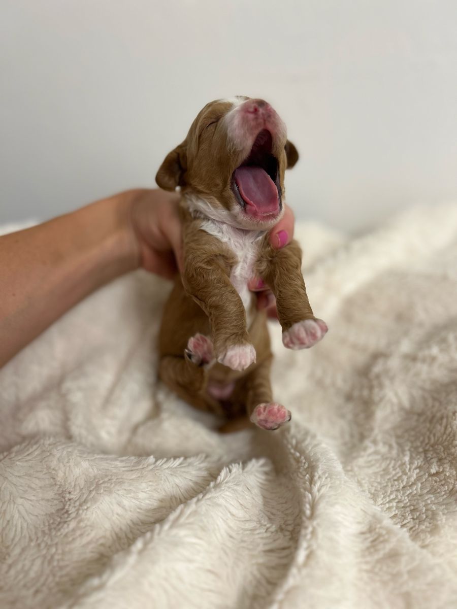 Mini Goldendoodle Puppies COMING SOON!