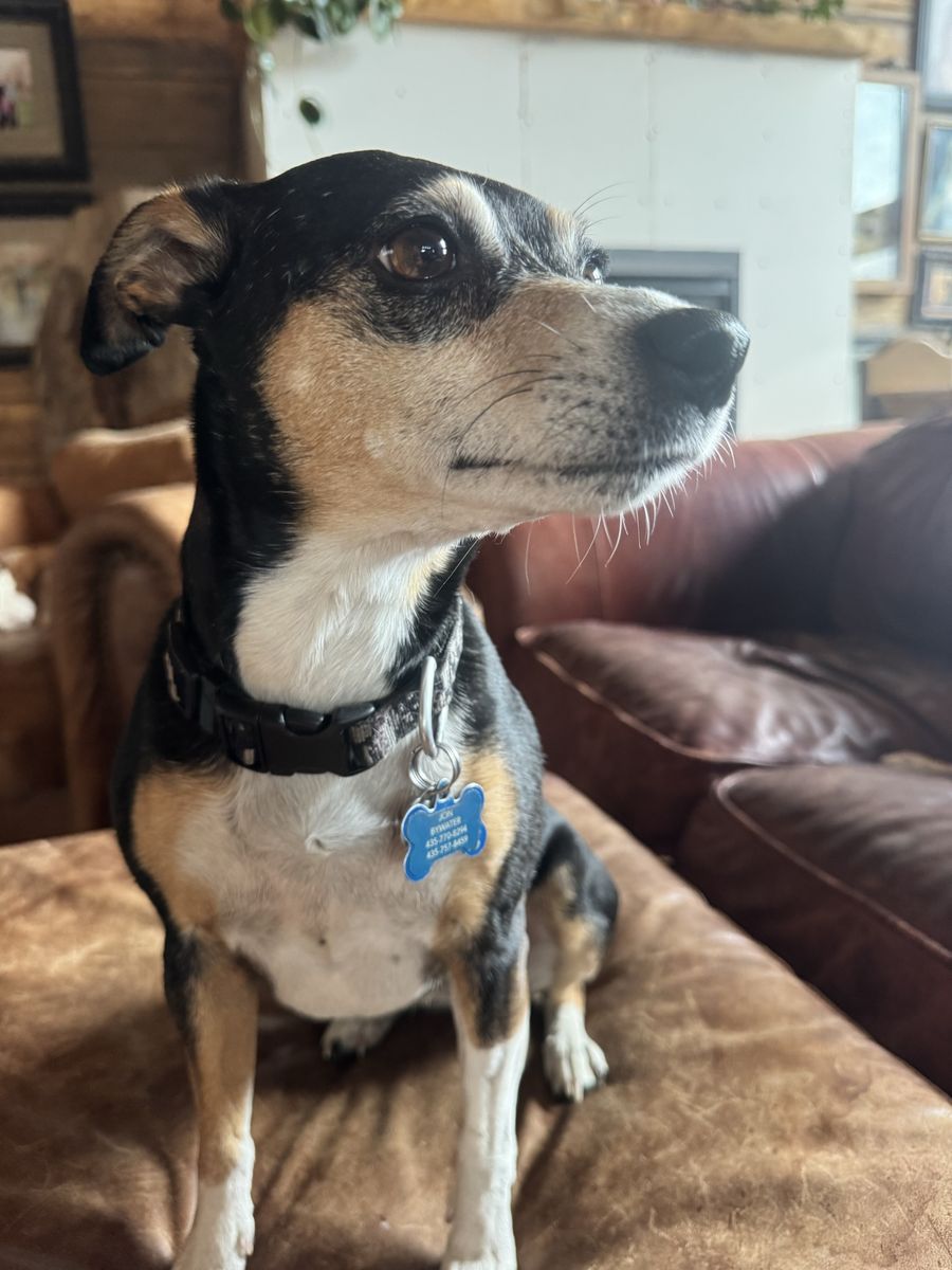 Rat Terrier fixed female